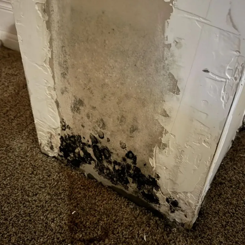 Professional Mold Removal in Storrs, CT